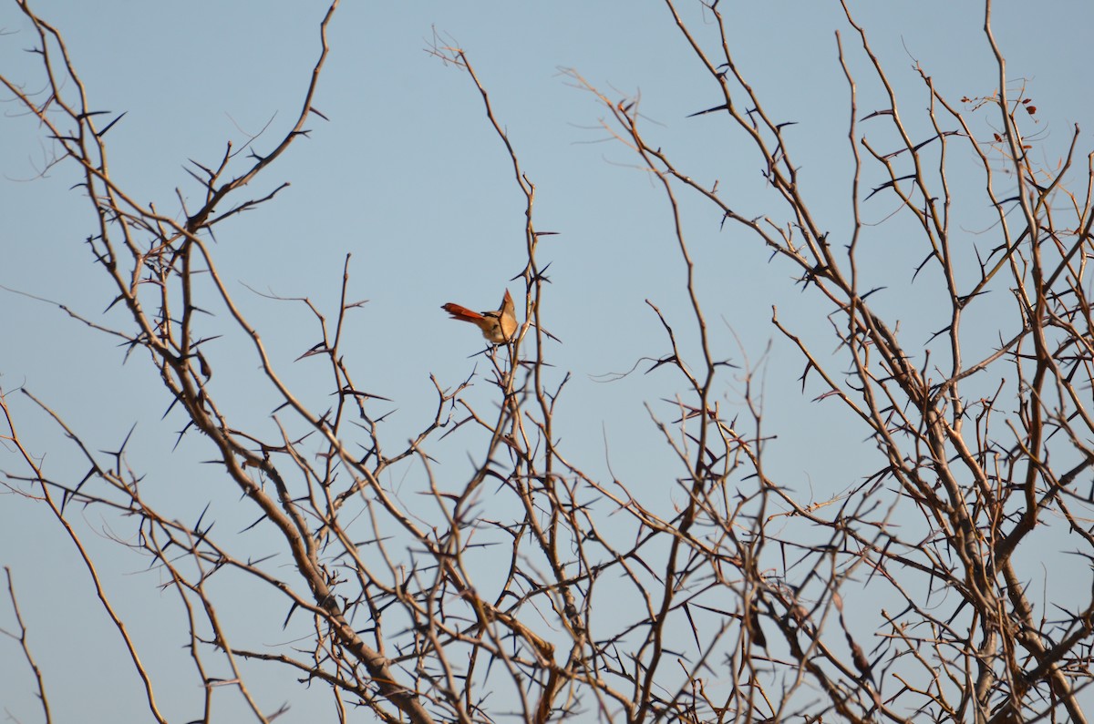 Northern Cardinal - ML625528839