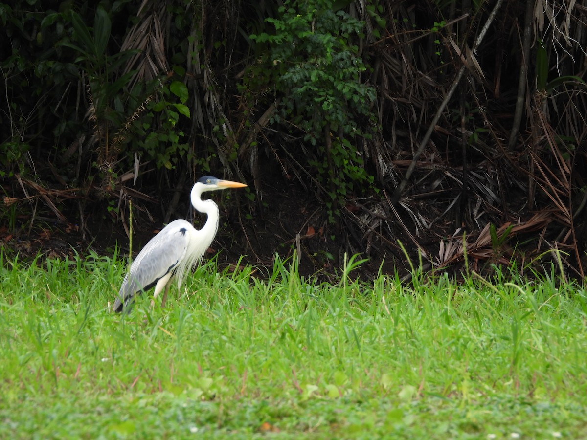 Cocoi Heron - ML625528845