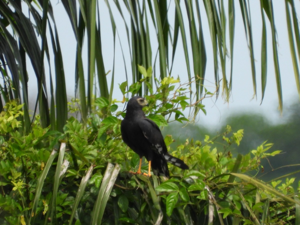 Long-winged Harrier - ML625528872