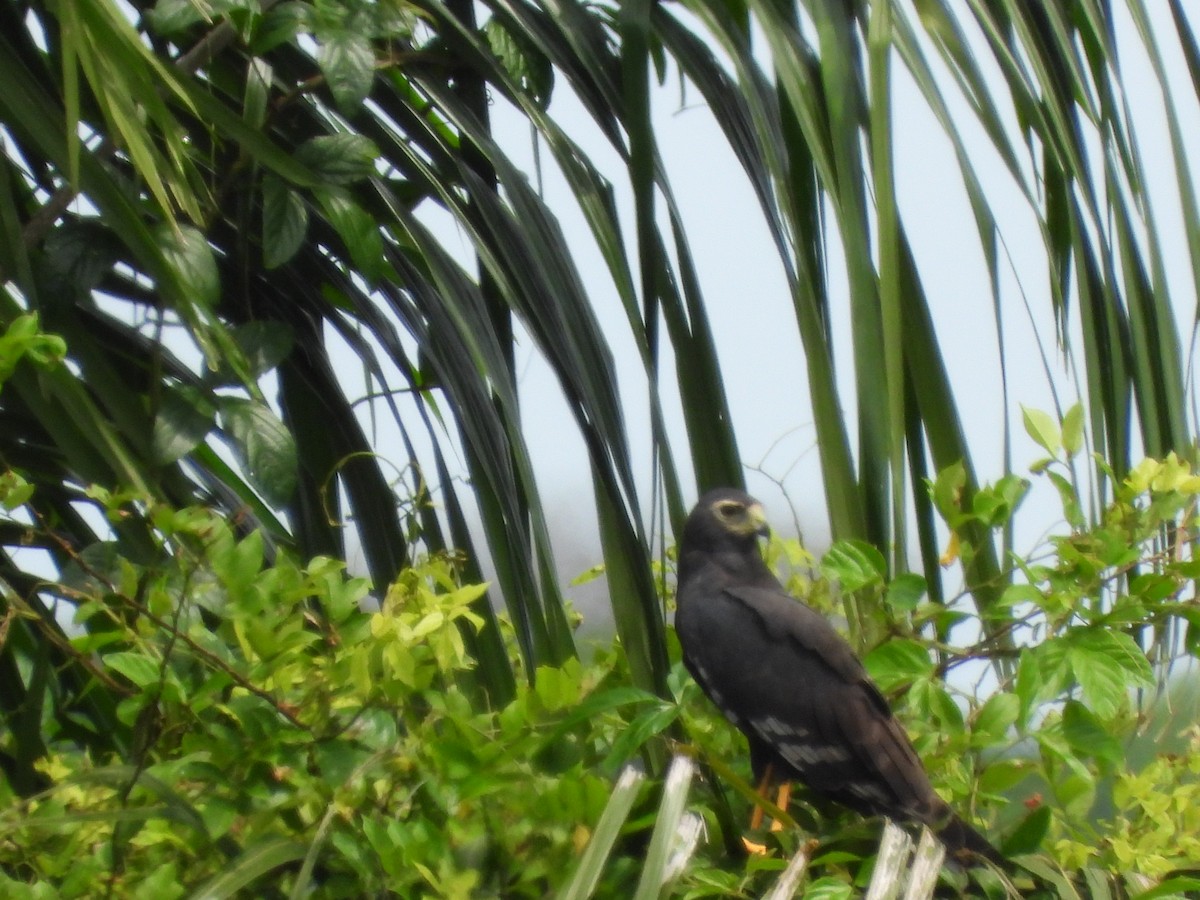 Long-winged Harrier - ML625528873