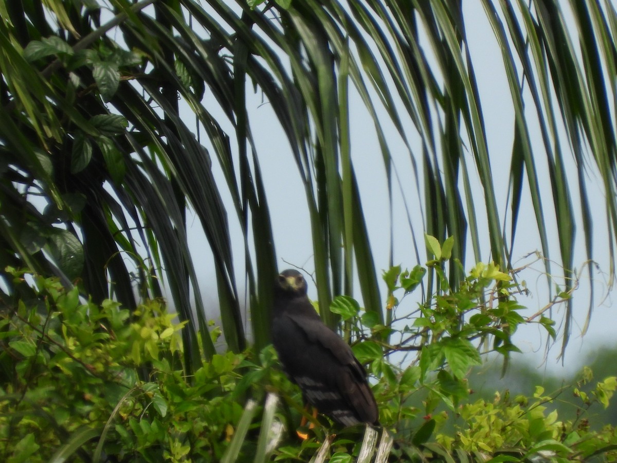 Long-winged Harrier - ML625528874