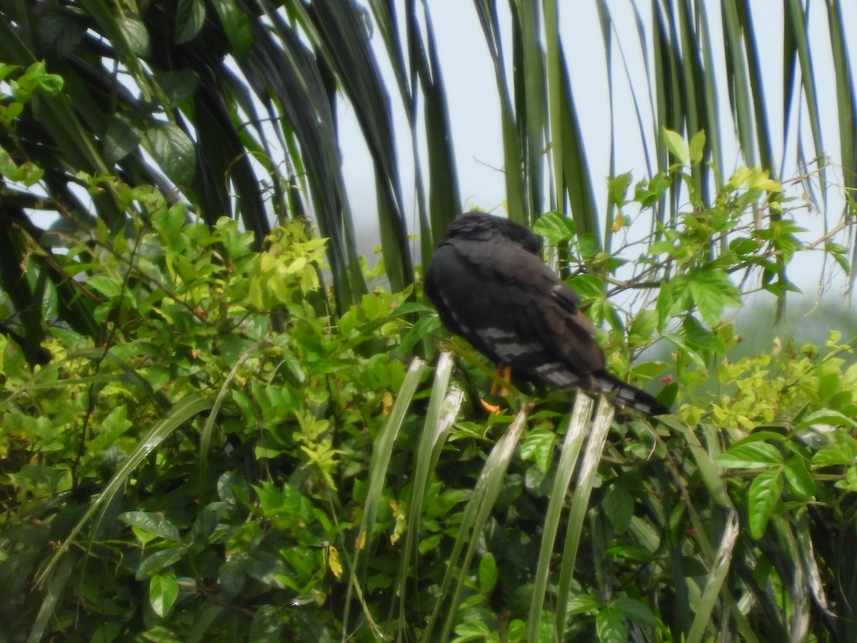 Long-winged Harrier - ML625528875