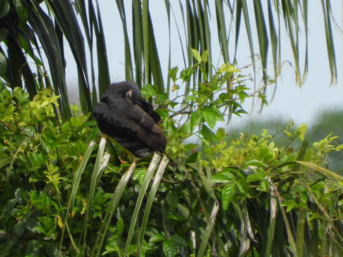 Long-winged Harrier - ML625528876