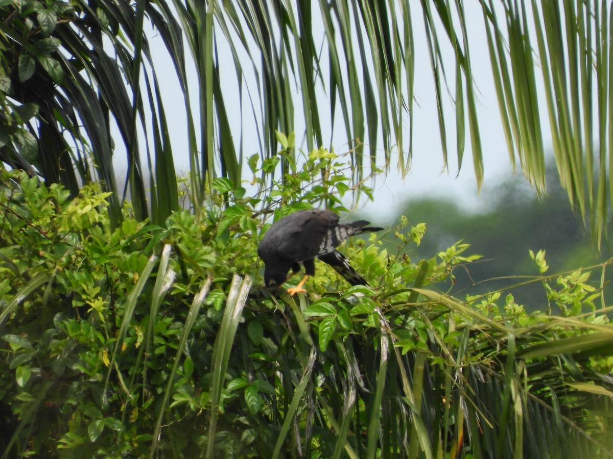 Long-winged Harrier - Andrés Olmos Sánchez