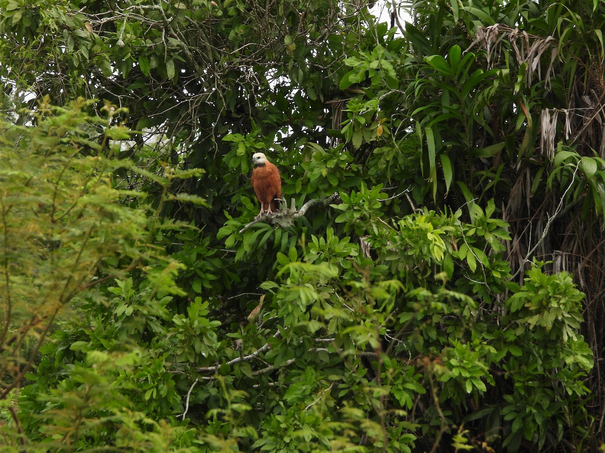 Black-collared Hawk - ML625528886