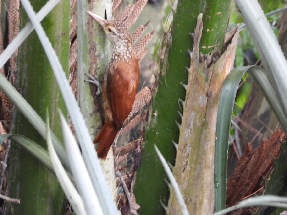 Straight-billed Woodcreeper - ML625529009