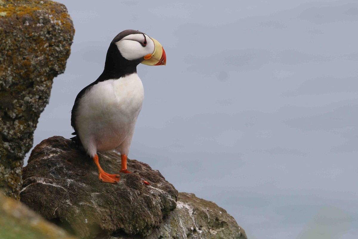 Horned Puffin - ML62552901