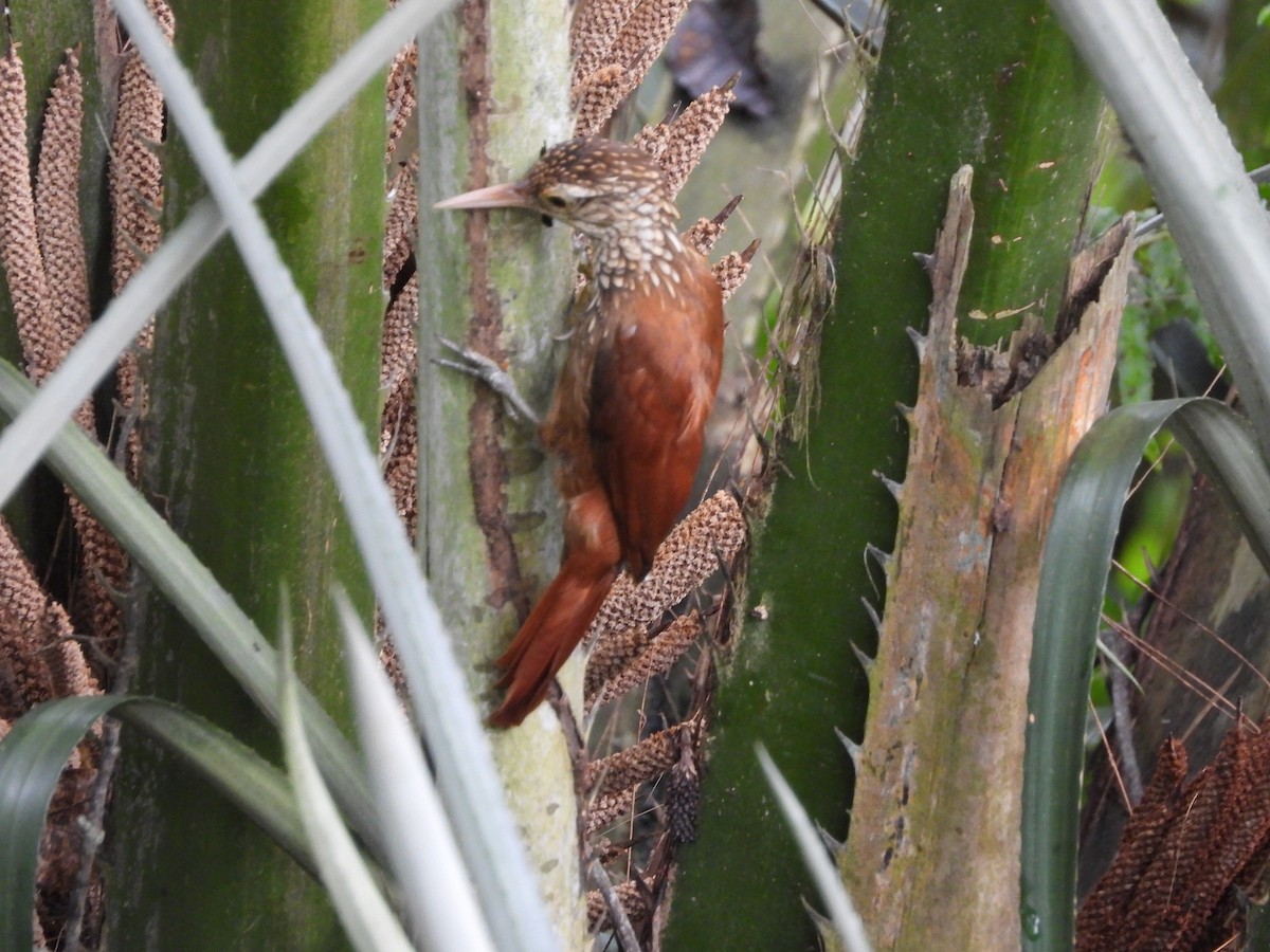 Straight-billed Woodcreeper - ML625529010