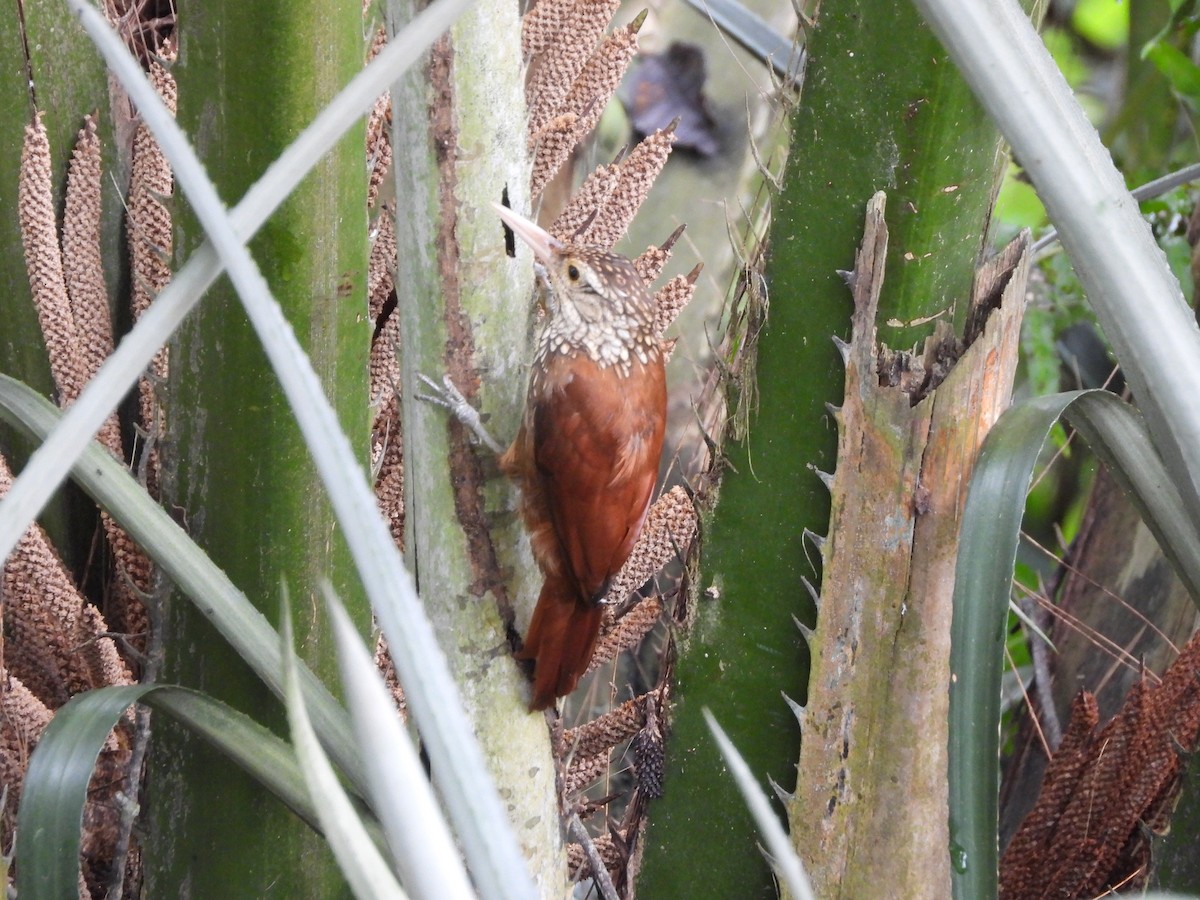 Straight-billed Woodcreeper - ML625529011