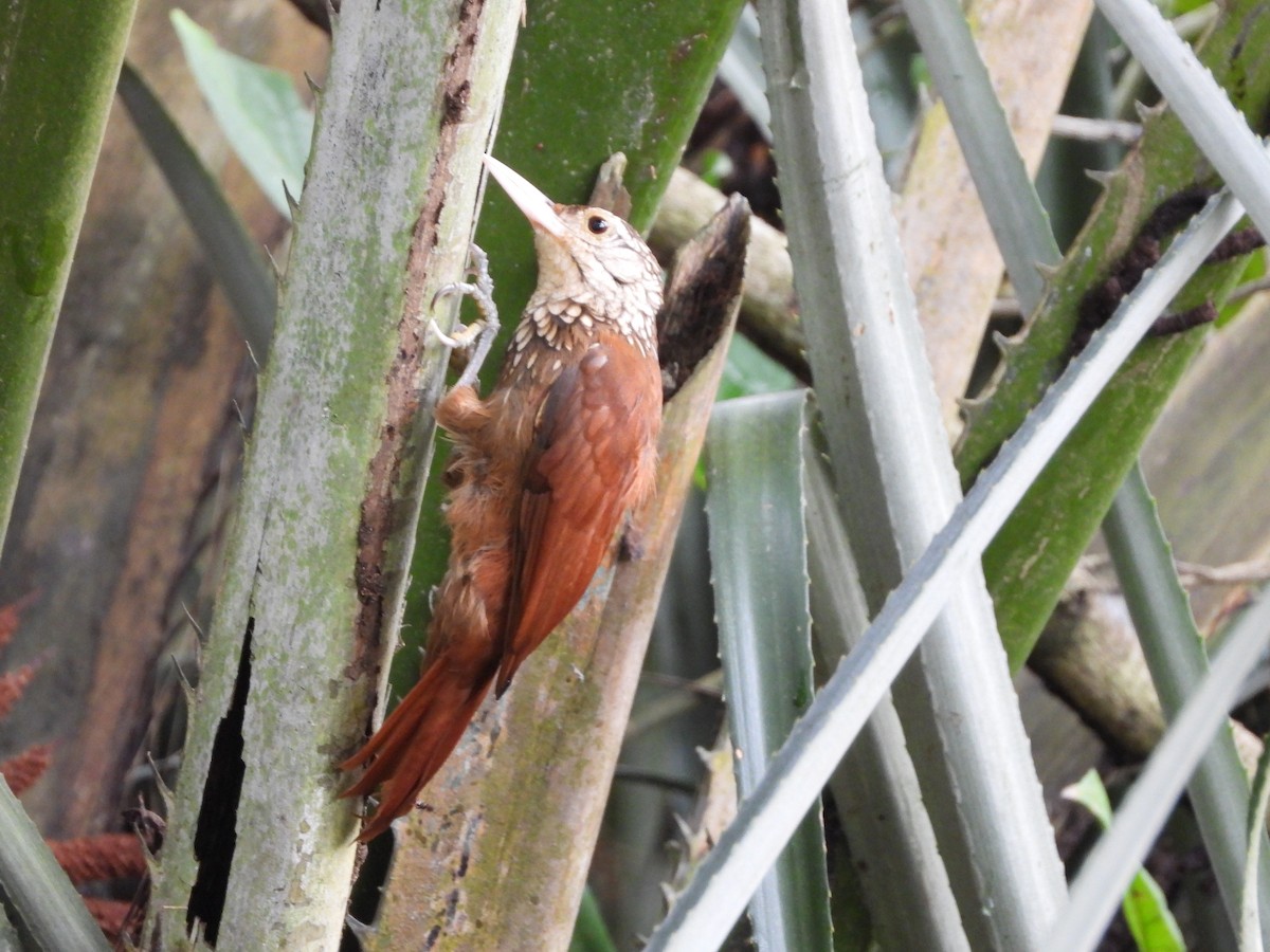 Straight-billed Woodcreeper - Andrés Olmos Sánchez