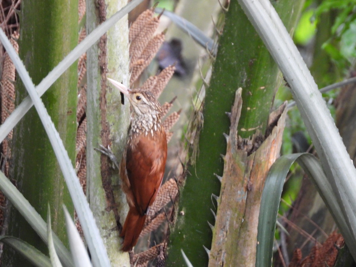 Straight-billed Woodcreeper - ML625529013