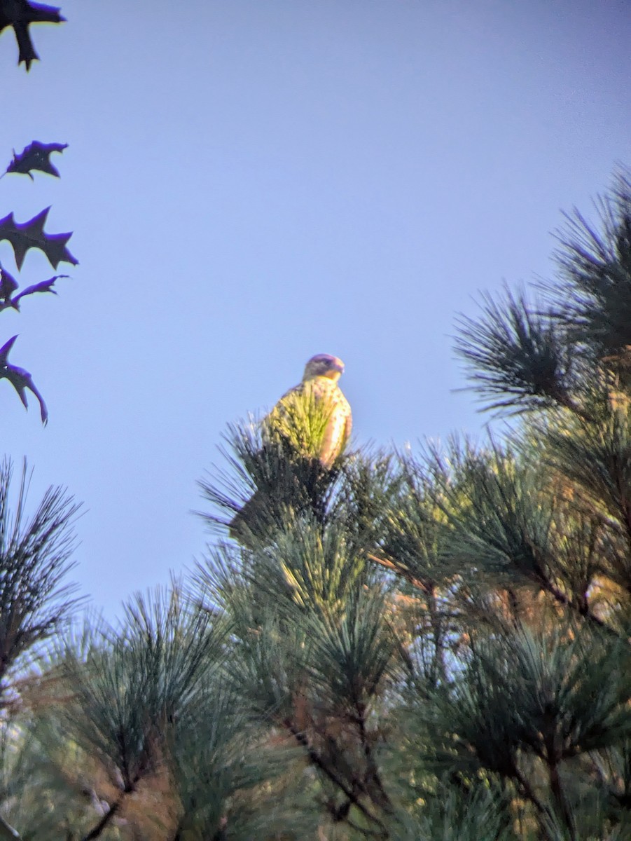 カタアカノスリ - ML625529018