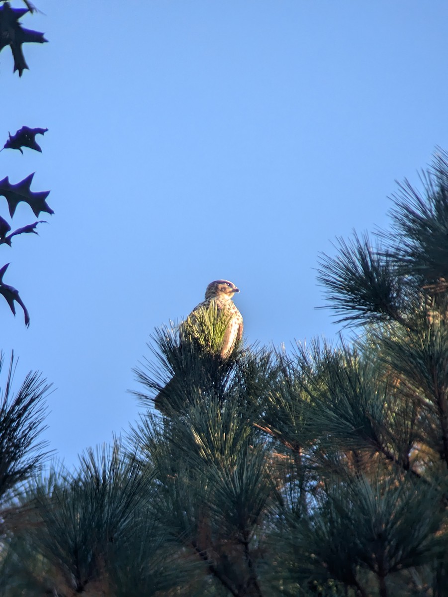 カタアカノスリ - ML625529019