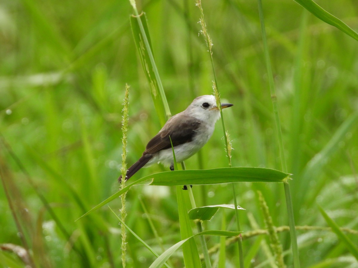 White-headed Marsh Tyrant - ML625529073