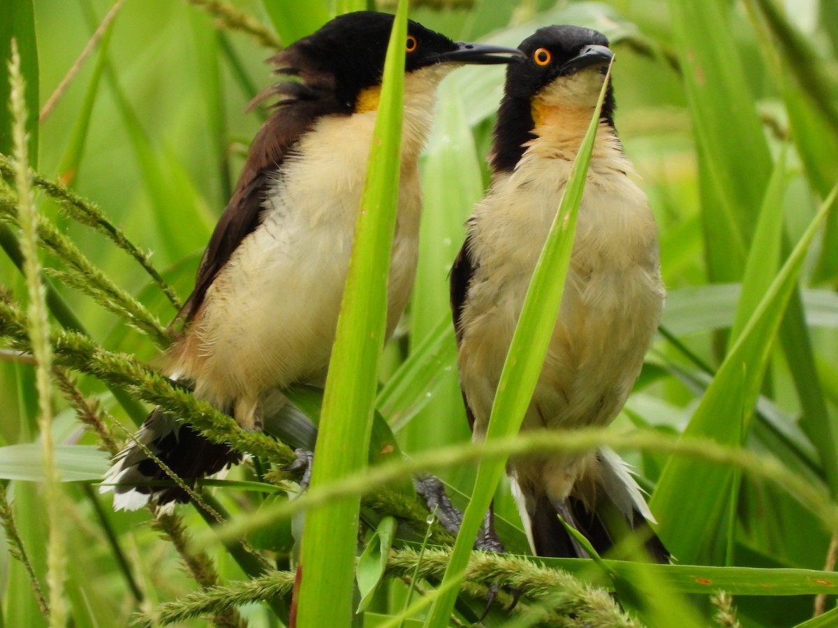 Black-capped Donacobius - ML625529081