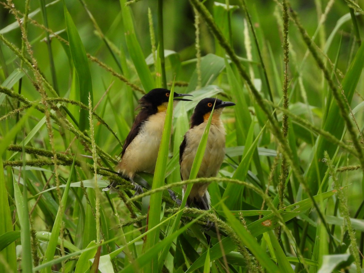 Black-capped Donacobius - ML625529082