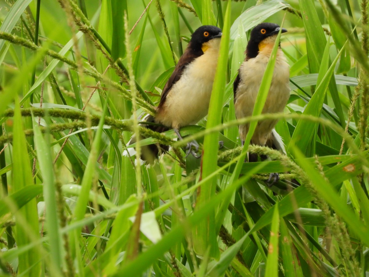 Black-capped Donacobius - ML625529083