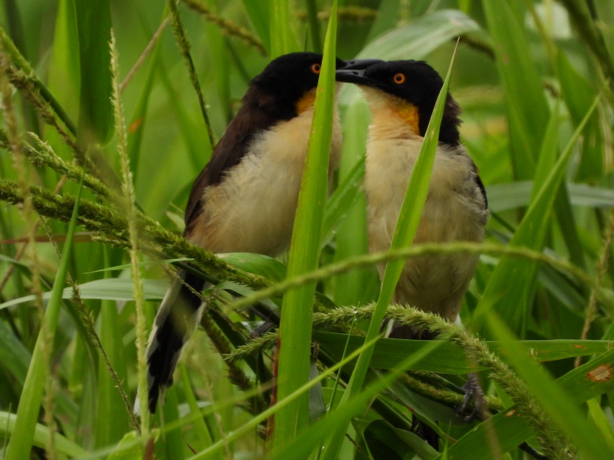 Black-capped Donacobius - ML625529084