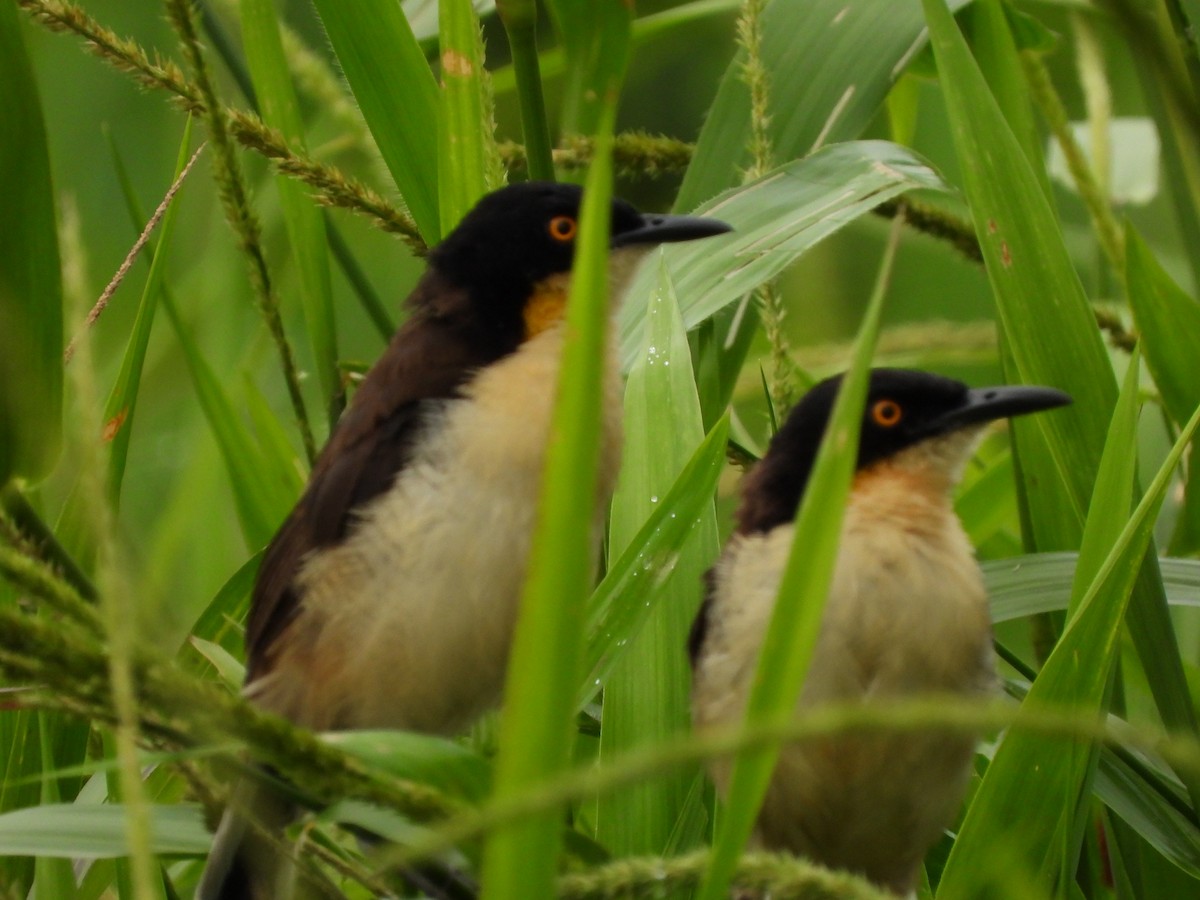 Black-capped Donacobius - Andrés Olmos Sánchez