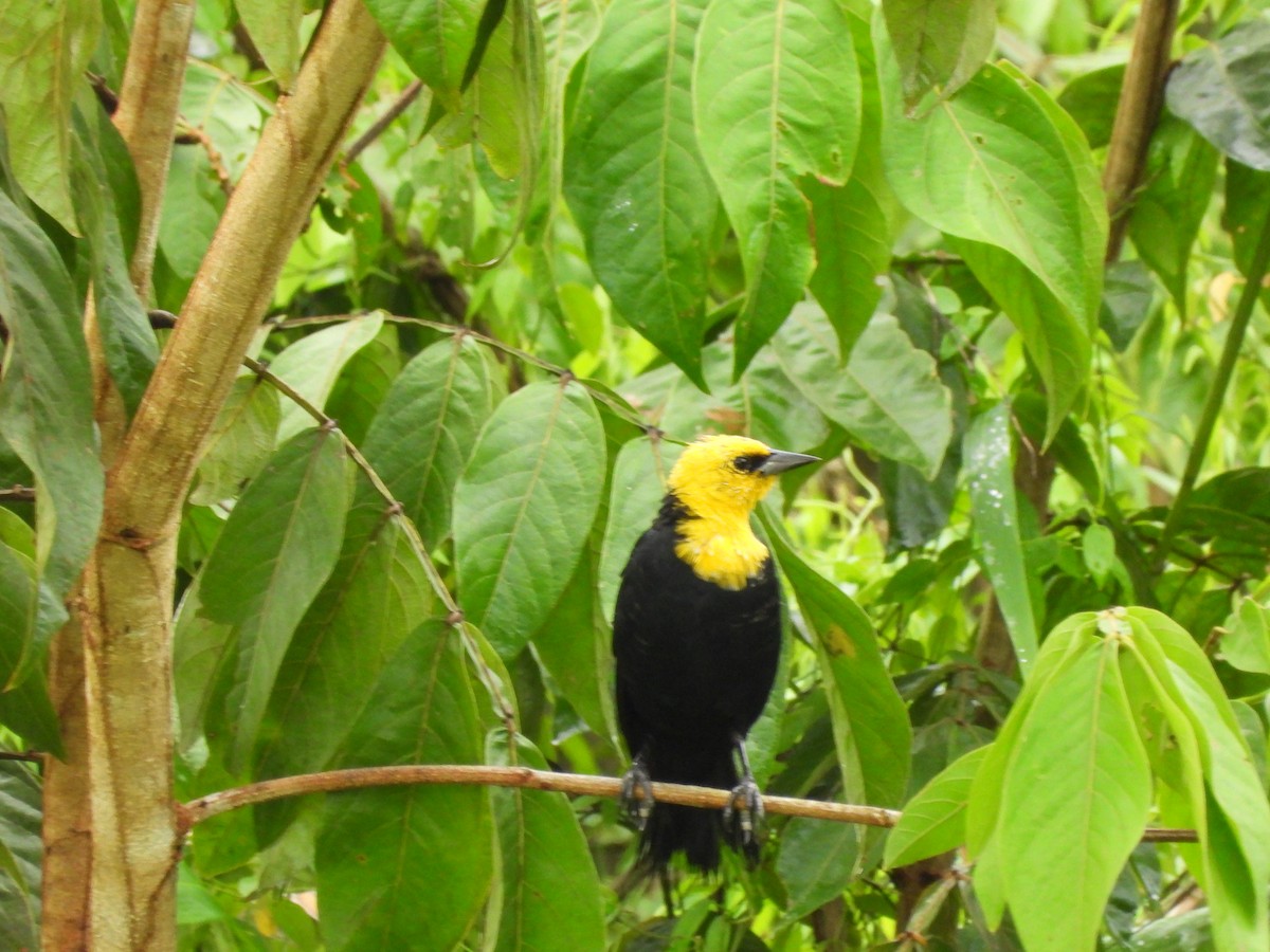 Yellow-hooded Blackbird - ML625529091