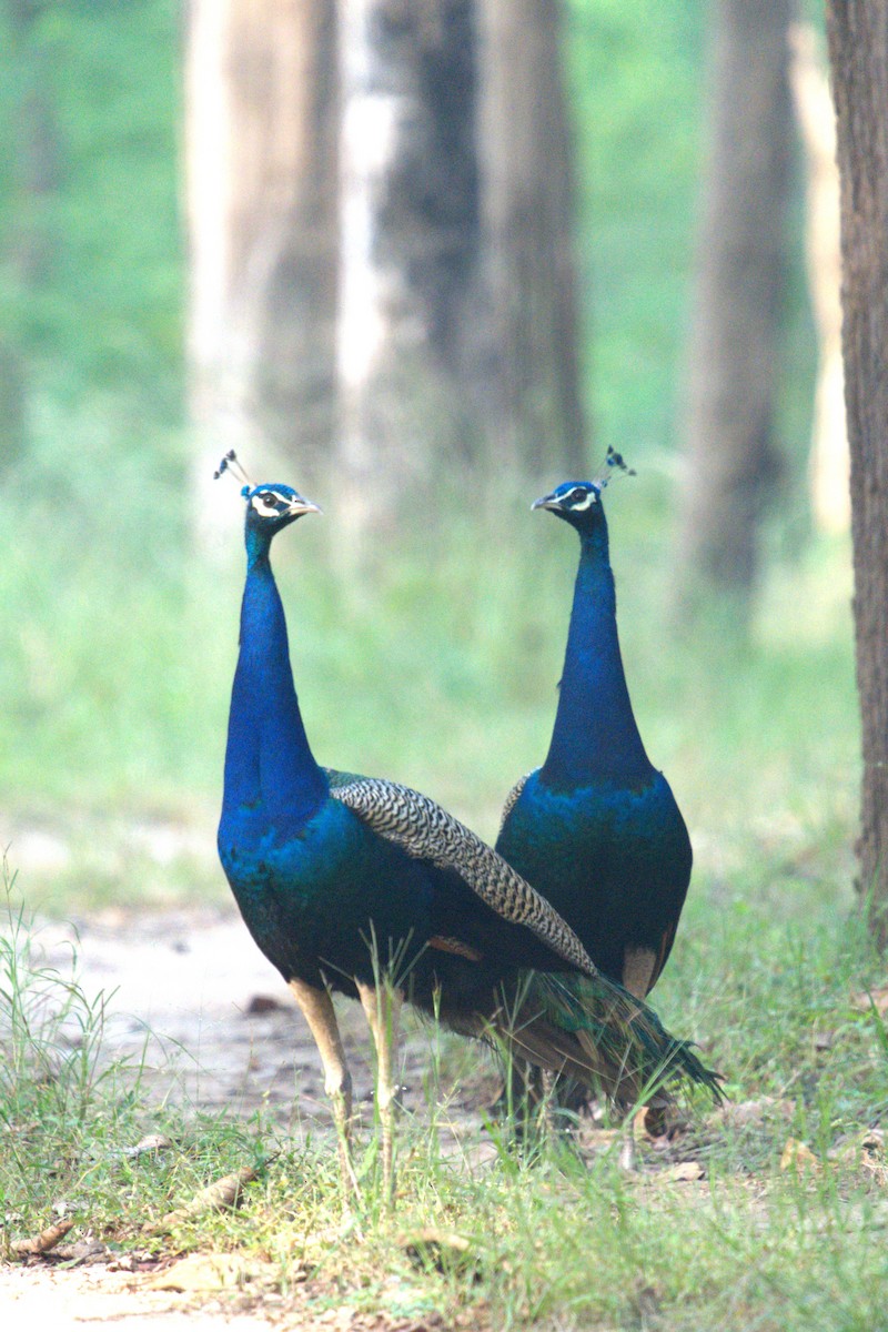 Pfau - ML625529244