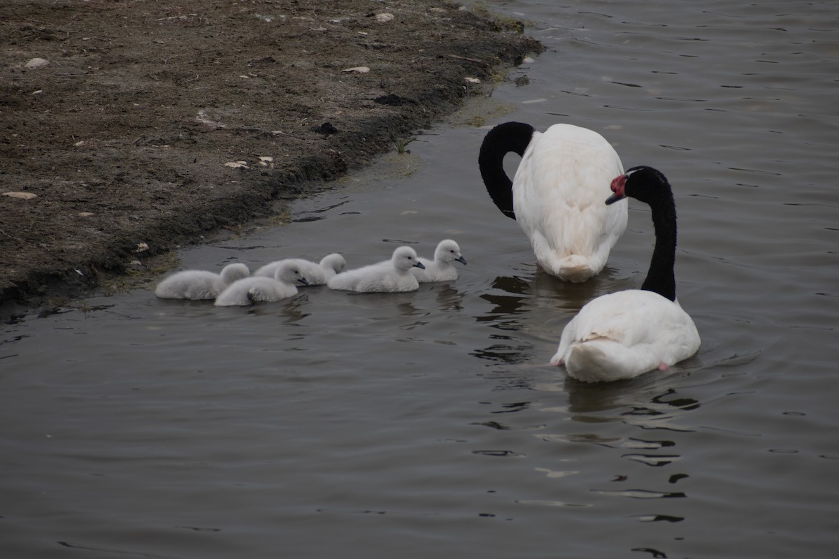 Black-necked Swan - ML625529370