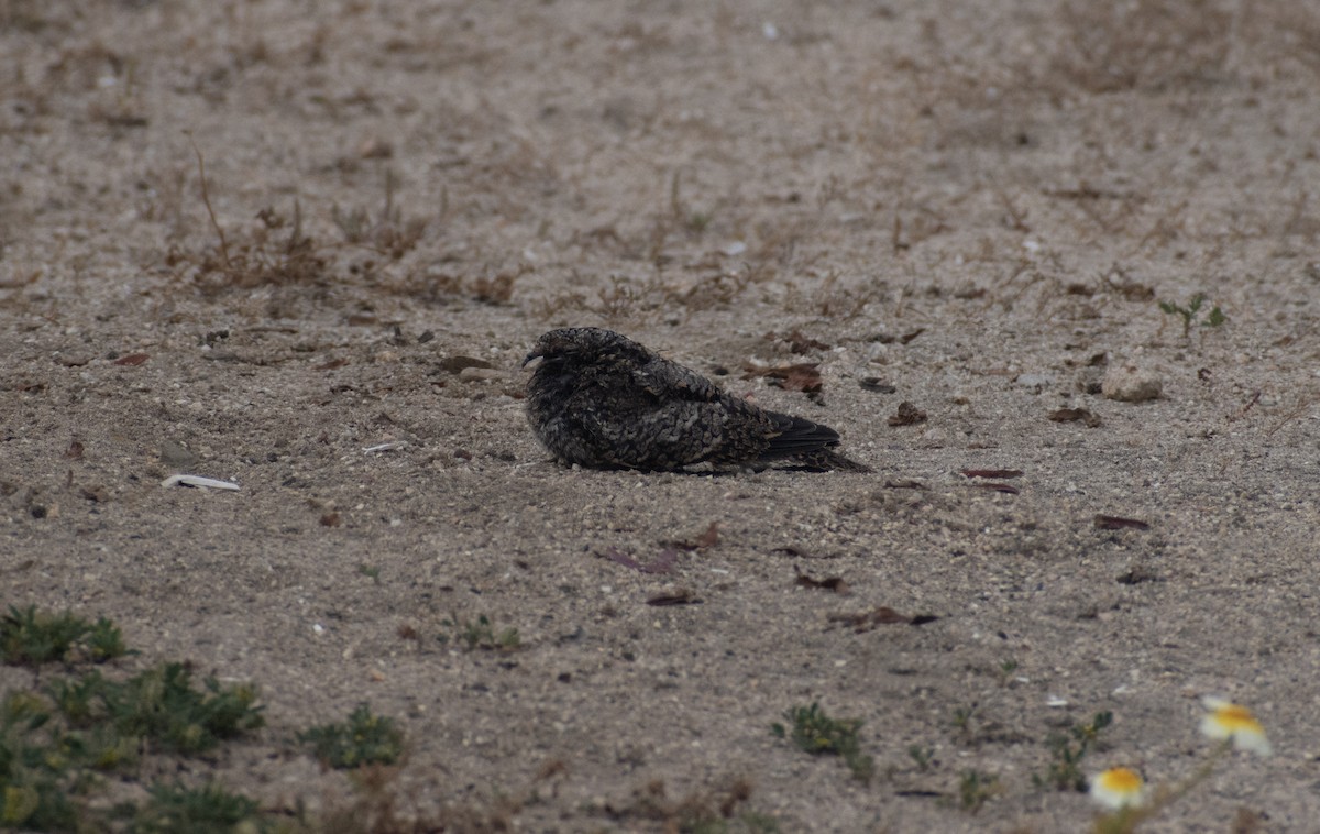 Band-winged Nightjar - ML625529375