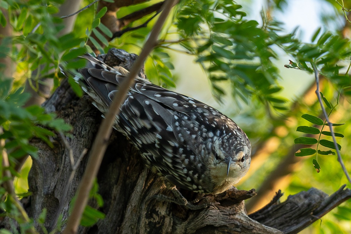 Indian Spotted Creeper - ML625529408