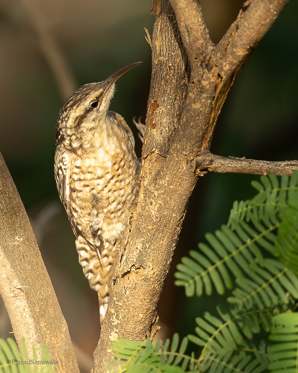 Indian Spotted Creeper - ML625529409