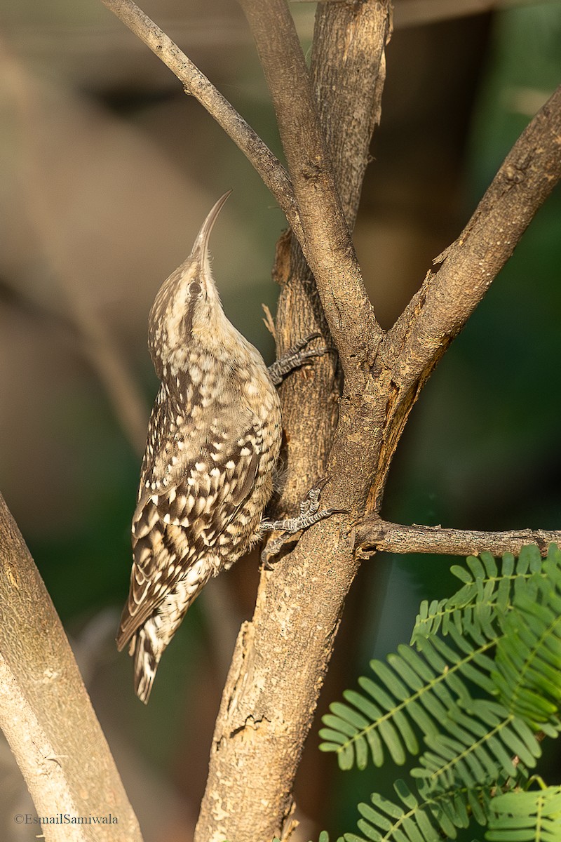 Indian Spotted Creeper - ML625529410