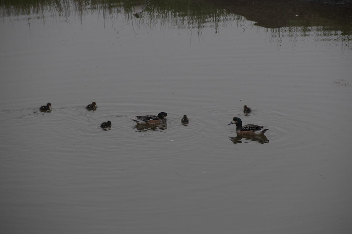 Chiloe Wigeon - ML625529413