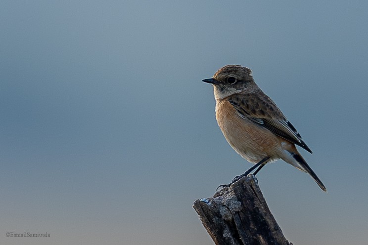 Siberian Stonechat - Esmail Samiwala