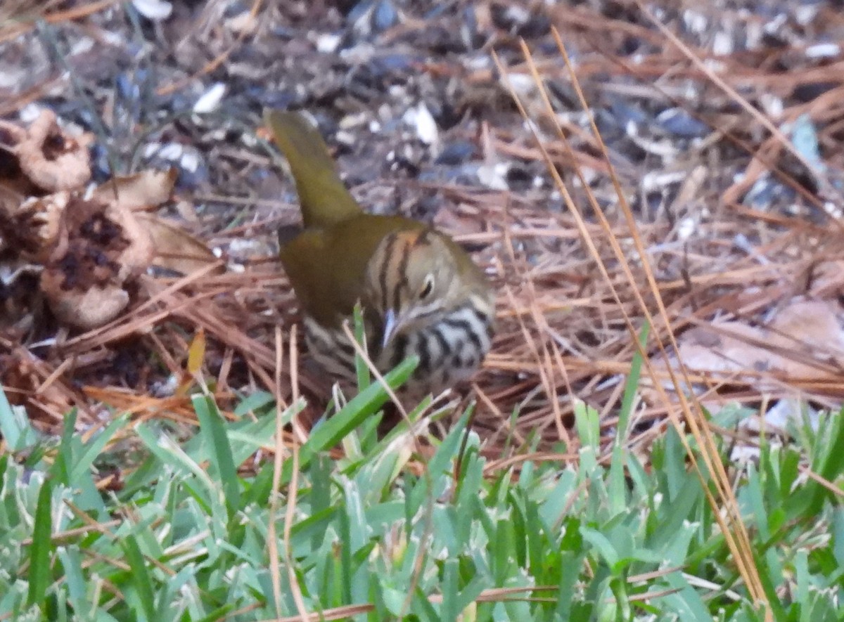 Ovenbird - ML625529527