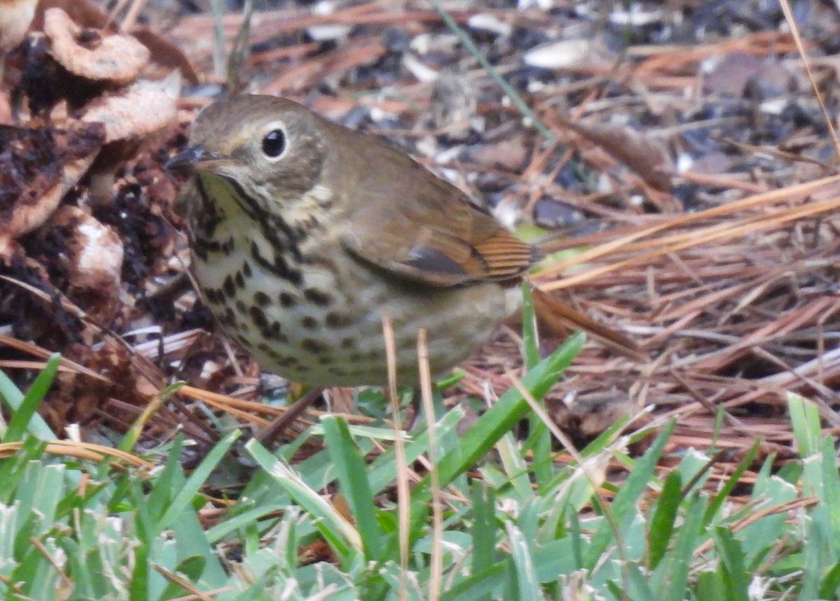 Hermit Thrush - ML625529531
