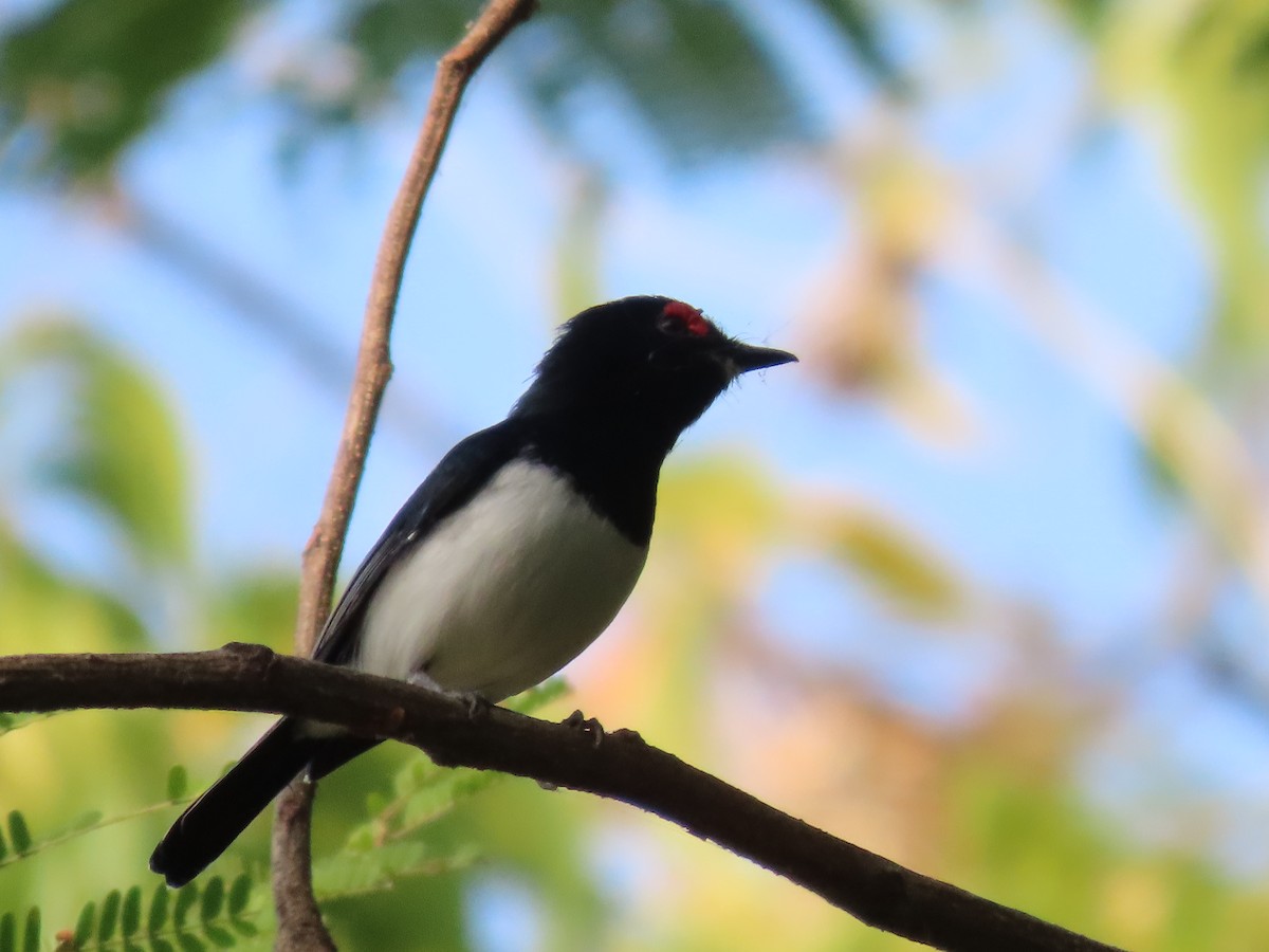 Black-throated Wattle-eye - ML625529543