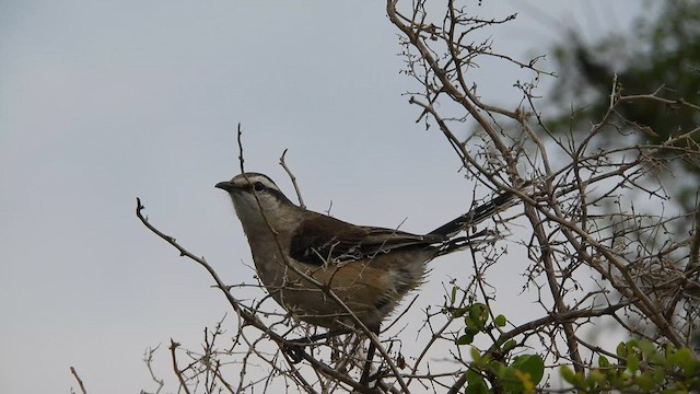 マミジロマネシツグミ - ML625529553