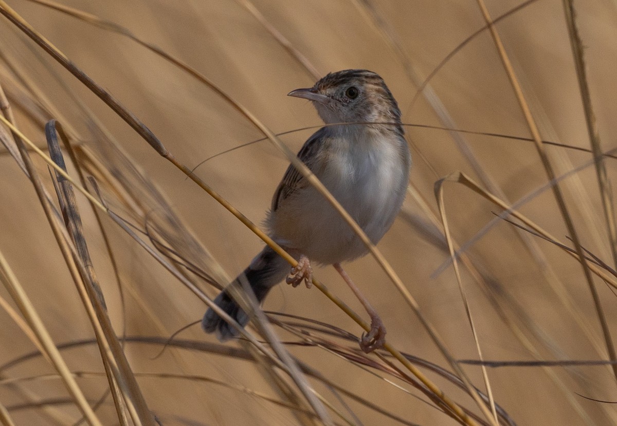 Desert Cisticola - Michael Buckham