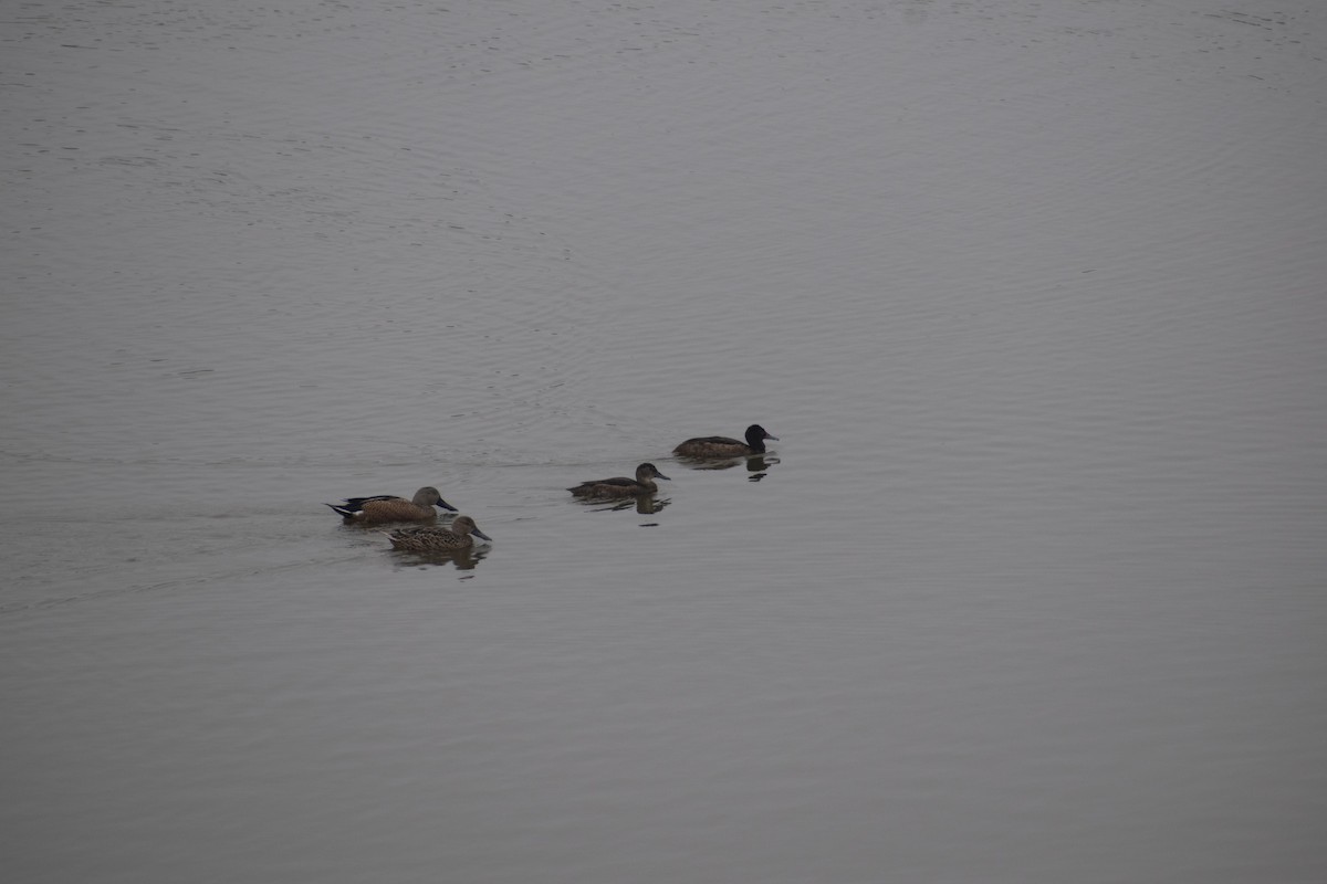 Black-headed Duck - ML625529708