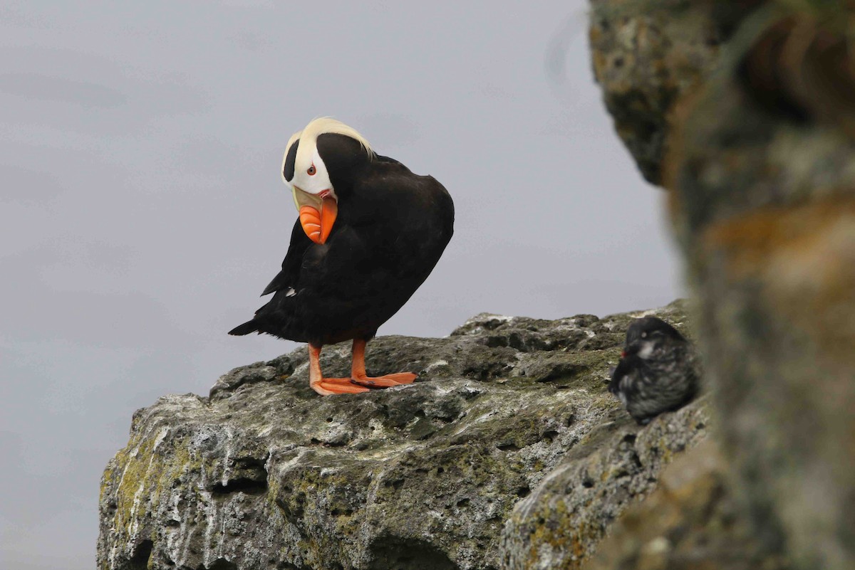 Tufted Puffin - Ken Oeser