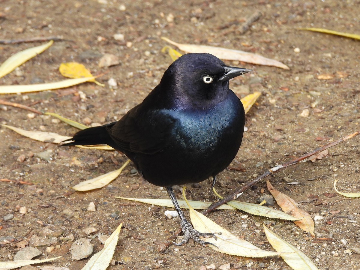 Brewer's Blackbird - ML625529743