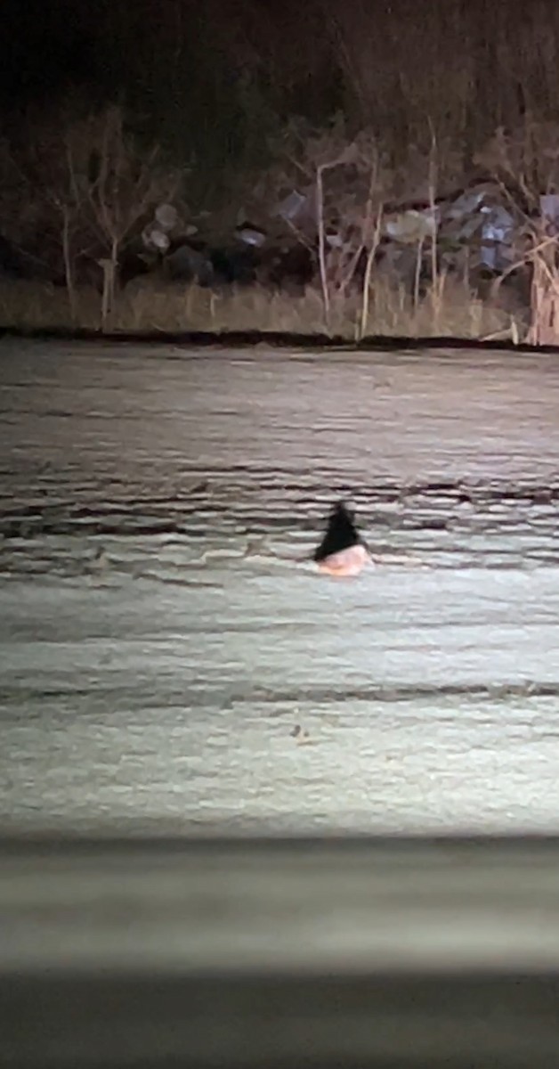 American Woodcock - ML625529766