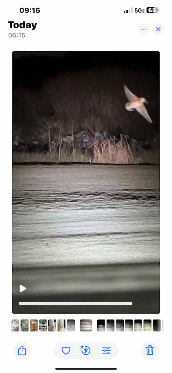 American Woodcock - ML625529767