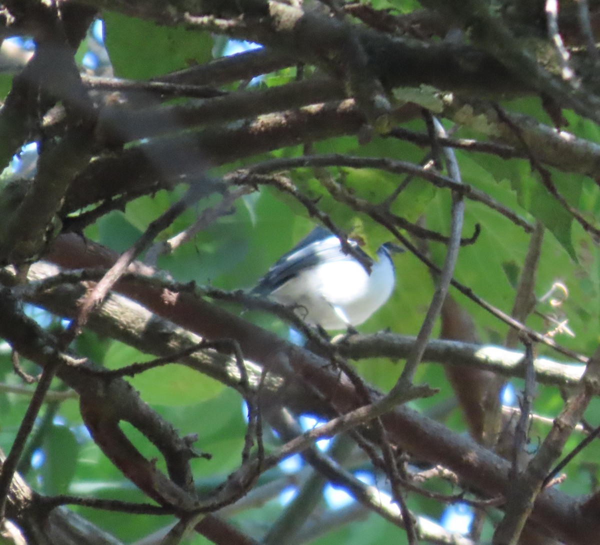 Malawi Batis - ML625529883