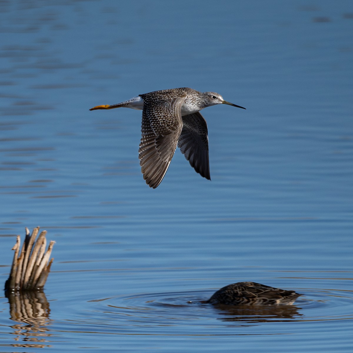 Lesser/Greater Yellowlegs - ML625529889