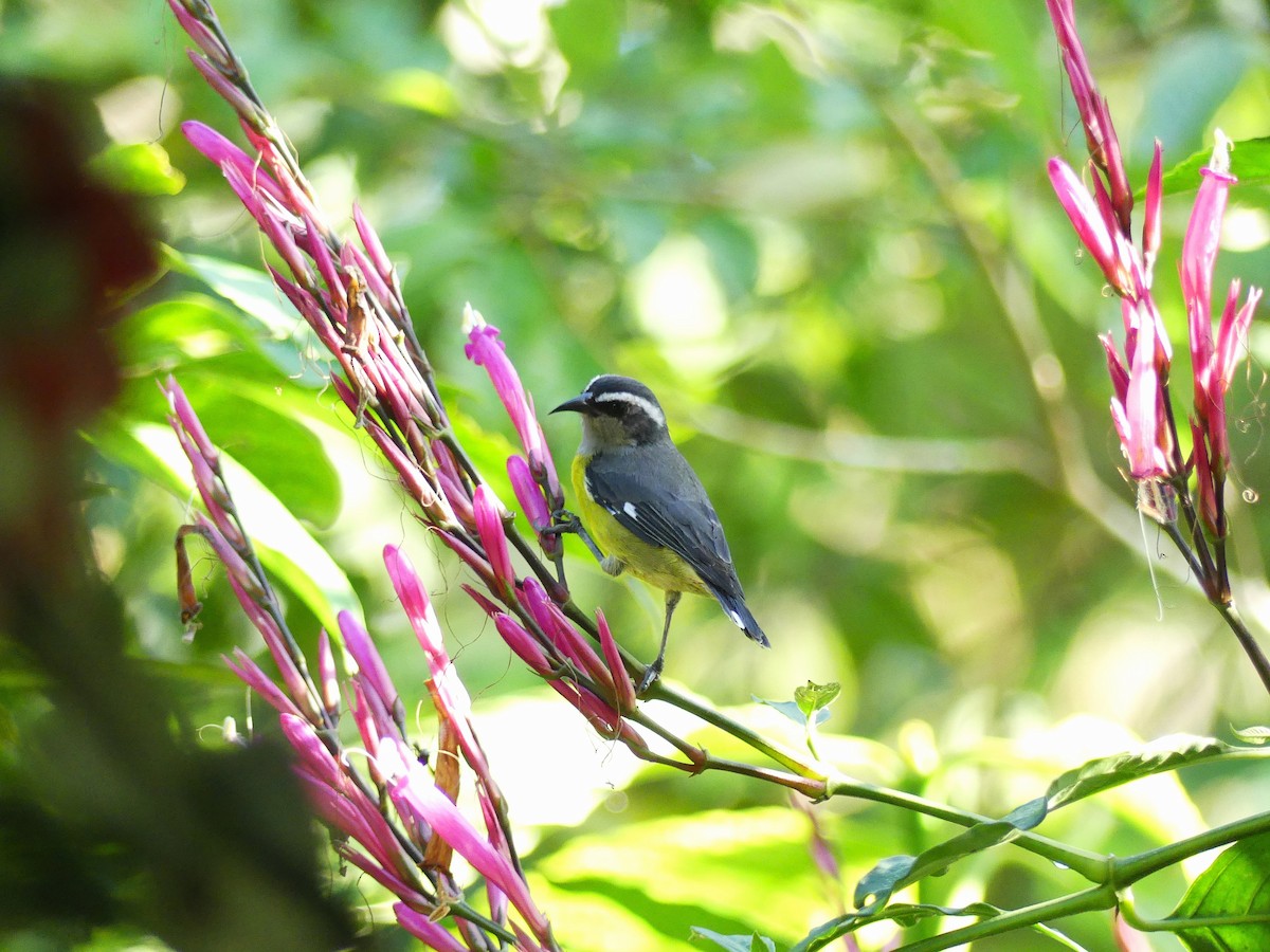 Bananaquit - ML625529891