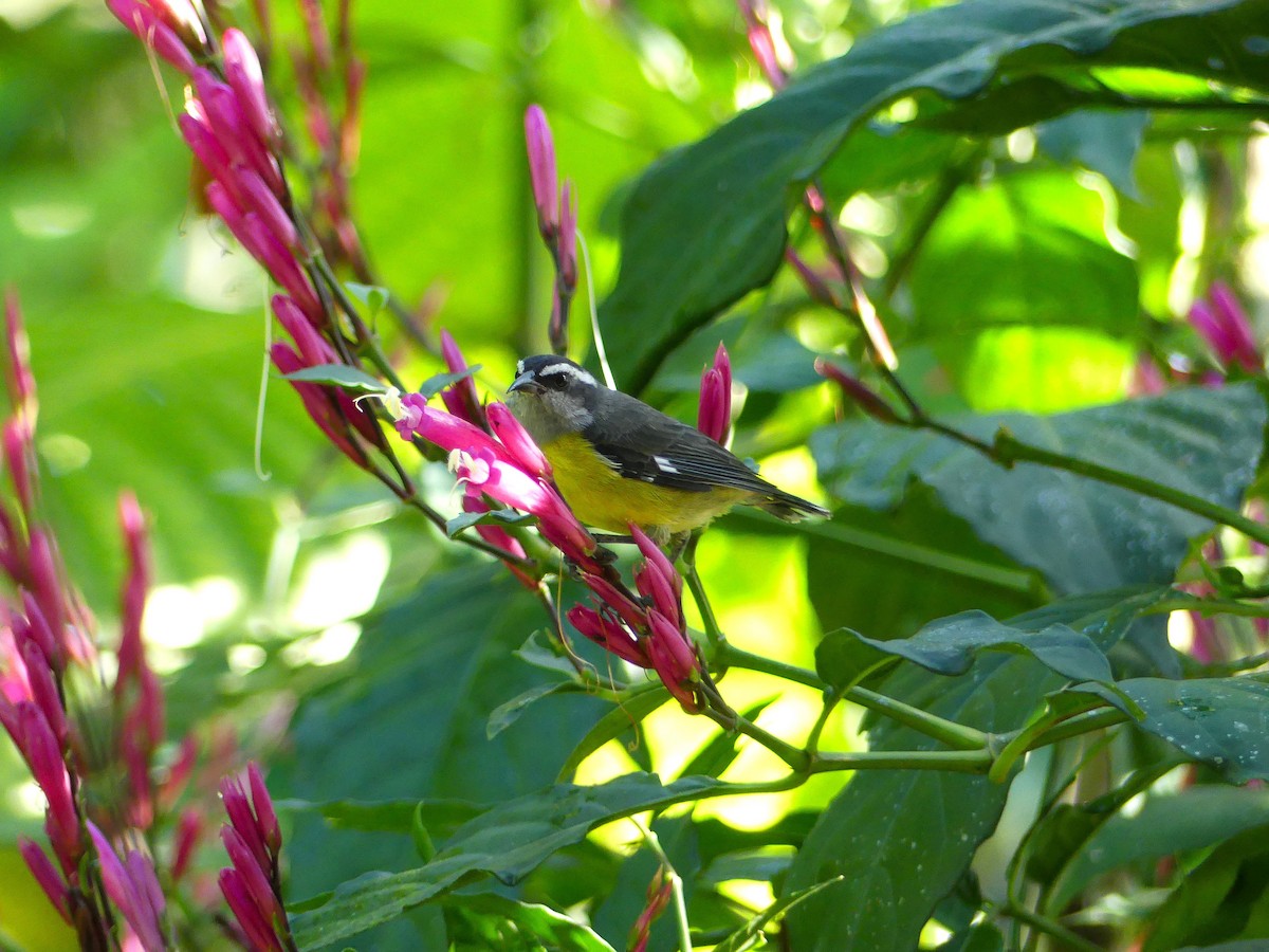 Bananaquit - ML625529892