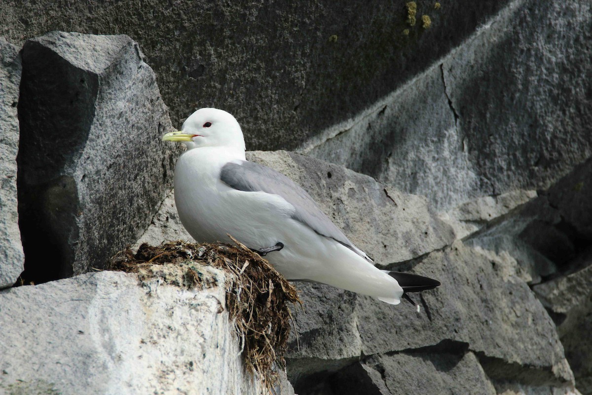 Mouette tridactyle - ML62553001