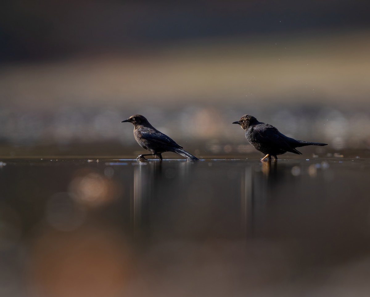 Rusty Blackbird - ML625530014