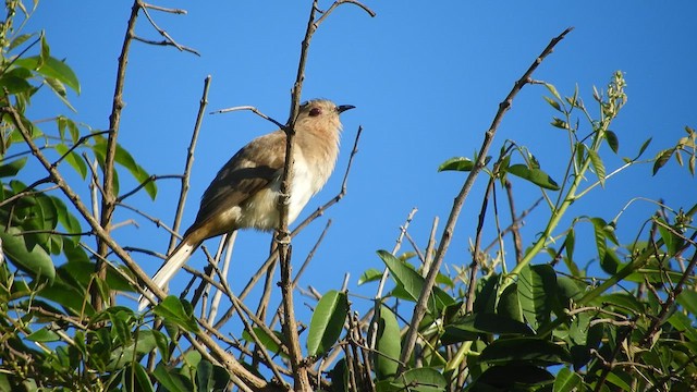 Ash-colored Cuckoo - ML625530039