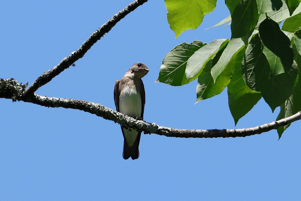 Northern Rough-winged Swallow - ML625530377